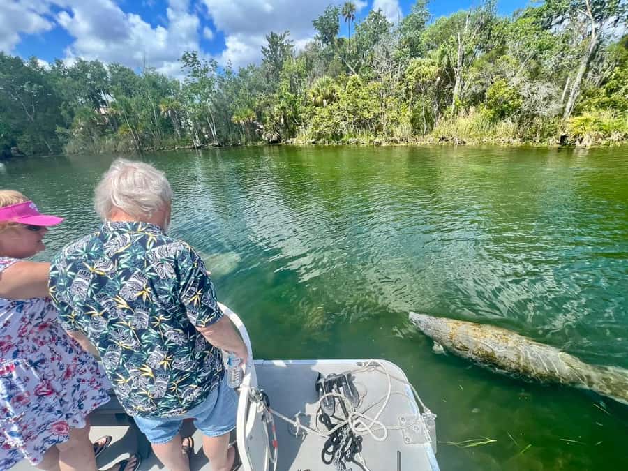 Crystal River: Small-Group Manatee Snorkeling Tour - The Experience with Manatees in Crystal River’s Waters