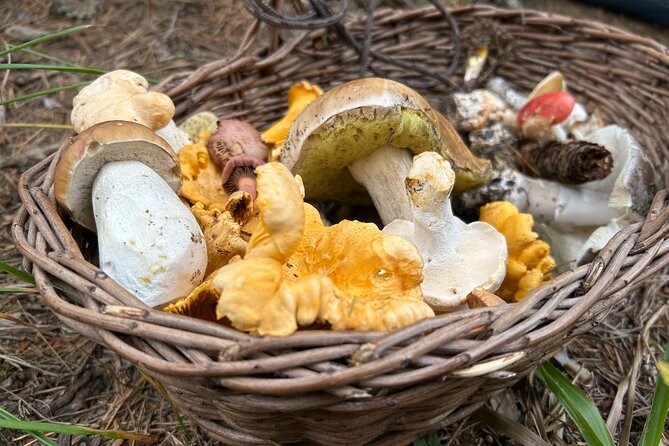 Culinary Adventure To The Fungi And Botanical Kingdom Of Bulgaria - Discover Lozen Mountain and Its Rich Forests
