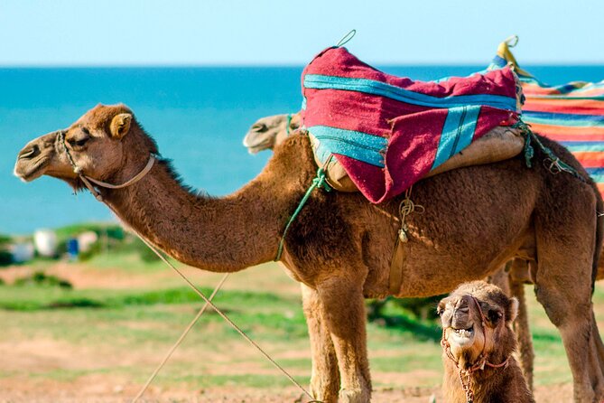 Cultural excursion for one day to Tangier with ferry included - Exploring Tangier’s Modern City with a Panoramic Bus Tour