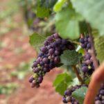 Curated Wine Country Experiences Half Day Tour - Pick-Up and End Locations for Maximum Convenience