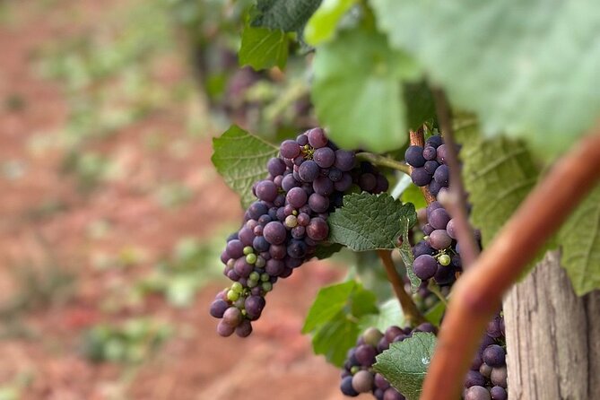 Curated Wine Country Experiences Half Day Tour - Pick-Up and End Locations for Maximum Convenience