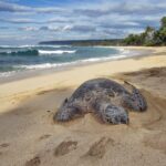 Custom Island Tour - for 4 to 5 people - up to 8 hours - Private tour of Oahu - Exploring Oahu’s Grand Circle in a Private Setting