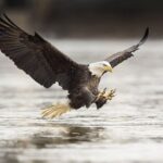 Customizable Private Tour in Ketchikan with Pick Up - Wildlife Encounters at Herring Cove