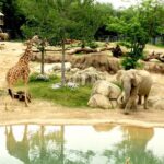 Dallas CityPASS® - Flexibility with a 9-Day Validity Period