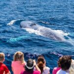 Dana Point Dolphin and Whale Watching Eco-Safari - What the Catamaran Experience Offers