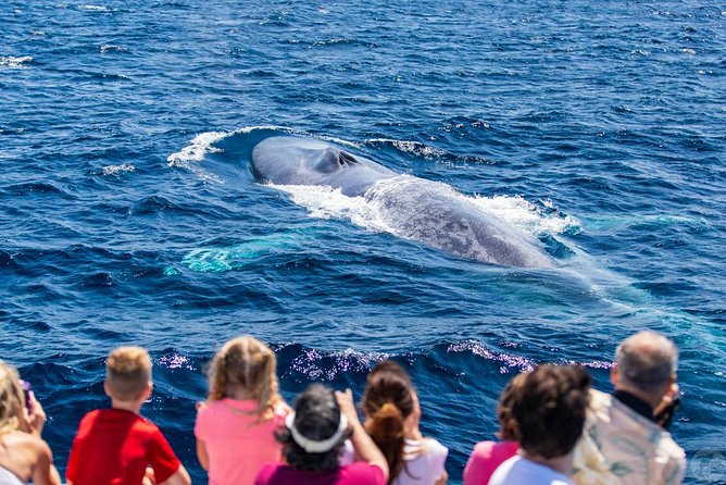 Dana Point Dolphin and Whale Watching Eco-Safari - What the Catamaran Experience Offers