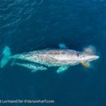 Dana Point: Whale and Dolphin Watching Tour - Guided Narration by Marine Naturalist Captains