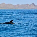 Danzante Island and Snorkel Tour from Villas del Palmar Hotel - Starting Point and Meeting Details in Loreto