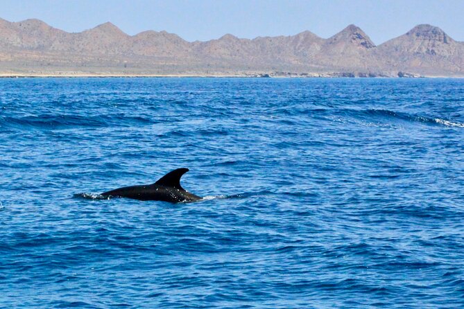 Danzante Island and Snorkel Tour from Villas del Palmar Hotel - Starting Point and Meeting Details in Loreto