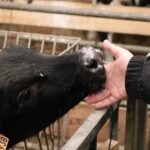 Day at the Farm - Visiting the Dairy Factory: From Cow to Cream