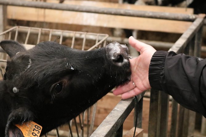 Day at the Farm - Visiting the Dairy Factory: From Cow to Cream