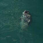 Day Tour from Dublin to Wicklow: Cliffs, Heritage, Wildlife, Gaol - Wicklow Town’s Historic Charm and Cultural Landmarks