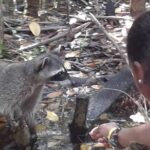 Day trip to El Corchito Ecological Reserve and Playa - Visiting Pig Beach in Progreso: A Playful Encounter with Local Pigs