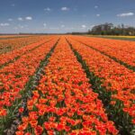 Day Trip to Famous Tulip Route in Noordoostpolder From Amsterdam - The Unique Appeal of the Noordoostpolder Tulip Fields