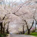 DC Kenwood Cherry Blossoms Small Group Max 12 Half-Day Tour - Exploring Washington’s Political Heart: Capitol, Supreme Court, and Library of Congress