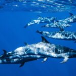 Deluxe Catamaran Swim with Dolphins in Oahu with Waterslide - Multiple Opportunities for Wild Dolphin Swimming and Wildlife Viewing