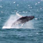 Deluxe Whale Watching and Whales of Iceland Exhibition Combo from Reykjavik - What to Expect During the Whale Watching Cruise