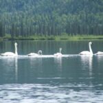 Denali State Park: Guided Byers Lake Kayaking Tour - Meeting Point and Logistics at Denali Southside River Guides
