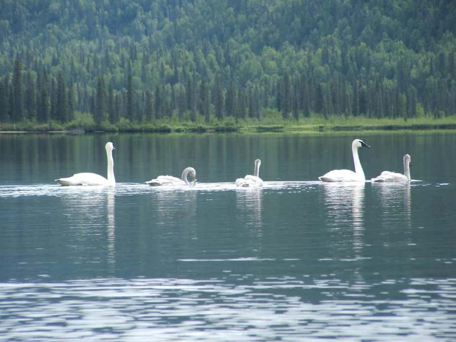 Denali State Park: Guided Byers Lake Kayaking Tour - Meeting Point and Logistics at Denali Southside River Guides