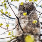 Denver: Birding Basics and Beyond - Exploring Denver’s Best Parks for Birding