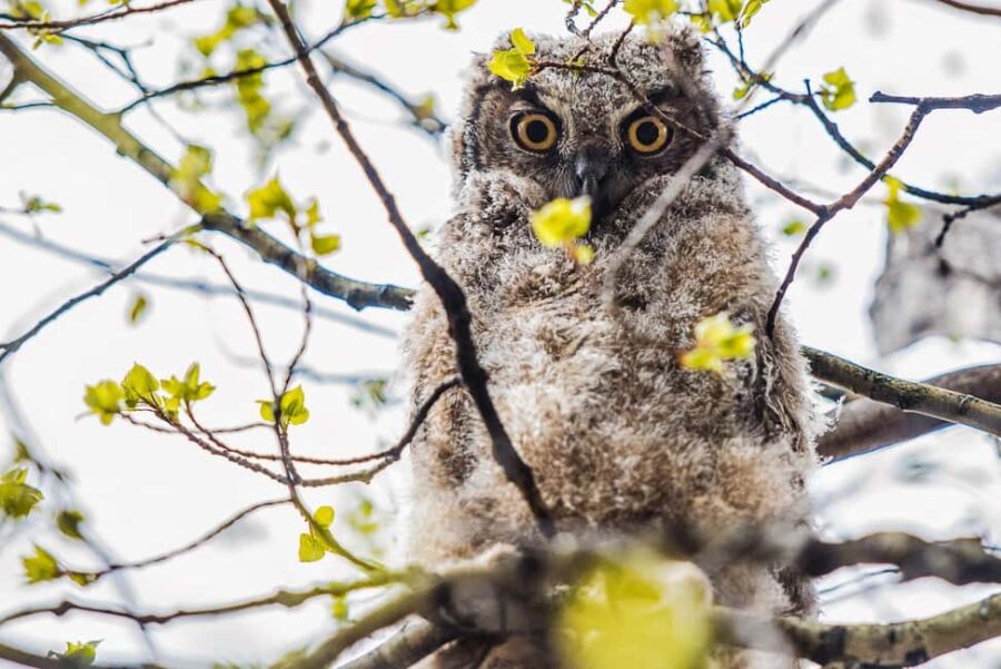 Denver: Birding Basics and Beyond - Exploring Denver’s Best Parks for Birding