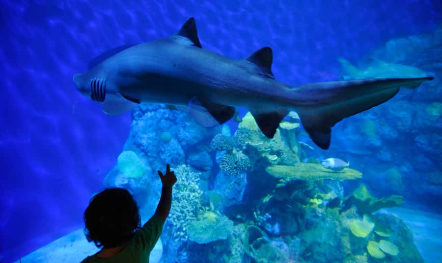 Denver: Downtown Aquarium All-Day Pass - Entrance and Booking Flexibility in Denvers Downtown Aquarium