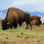 Denver: Get High on a Mountain Tour with Sunset Views - Starting Point at Puff, Pass and Paint in Denver