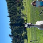 Denver: Llama Hike in the Rocky Mountains - The Llamas: Elvis and Tribby Bring Joy and Calm
