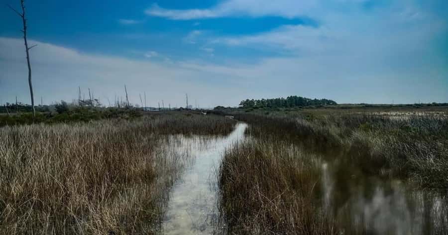 Destin: Clear Kayak Eco Tour with Island Stops - Exploring the Crystal Waters in a Transparent Kayak