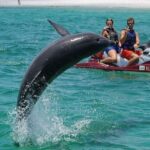 Destin: Crab Island Dolphin Watching Jet Ski Tour - Where the Jet Ski Action Begins at Destiny Water Adventures