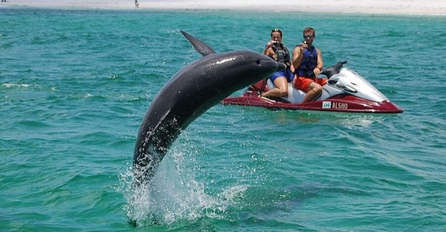 Destin: Crab Island Dolphin Watching Jet Ski Tour - Where the Jet Ski Action Begins at Destiny Water Adventures