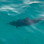 Destin Harbor Sunset Eco Dolphin Cruise - Expert Crew and Narrated Experience