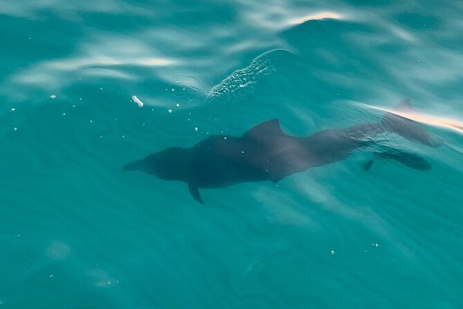 Destin Harbor Sunset Eco Dolphin Cruise - Expert Crew and Narrated Experience