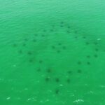 Destin: Reef Snorkeling Adventure - Starting Point and Meeting Details in Destin