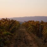 Dinner at the Vineyards in Lagoa - Authentic Algarve Cuisine in a Three-Course Meal