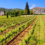 Dinner in the Vineyard Saint Tropez - Culinary Delights with Live Cooking by a Chef