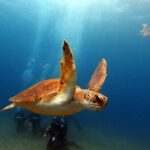 Discover beginner diving in Tenerife - Abades: The Stunning Dive Location in Tenerife