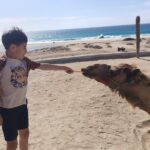 Discover Cabo San Lucas by camel ride - Welcome and Introduction at the Camel Park