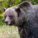 Discover Grizzly Bears from Banff - The Tour Starts with a Visit to Takakkaw Falls in Yoho National Park