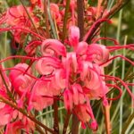 Discover Hidden Stairways & Canyon Paths: Private Urban Adventure - Exploring Rustic Canyon Recreation Center