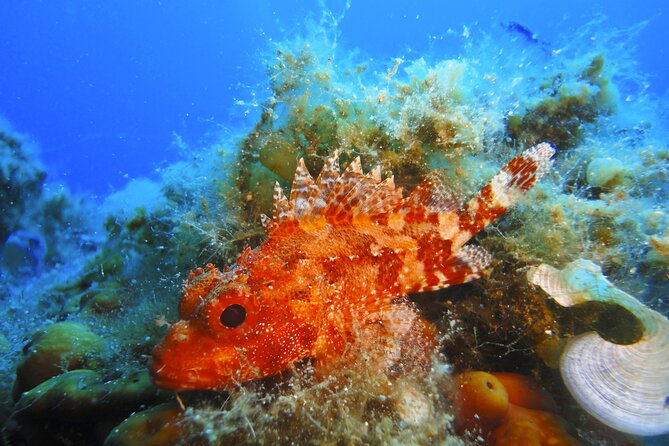 Discover Scuba Diving Adventure in Mykonos - Gear and Instruction: What’s Included in Your Dive Experience