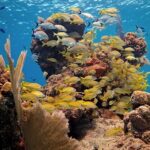 Discover Scuba Diving in Cozumel Paradise Reef - Navigating from Marina Fonatur to Paradise Reef