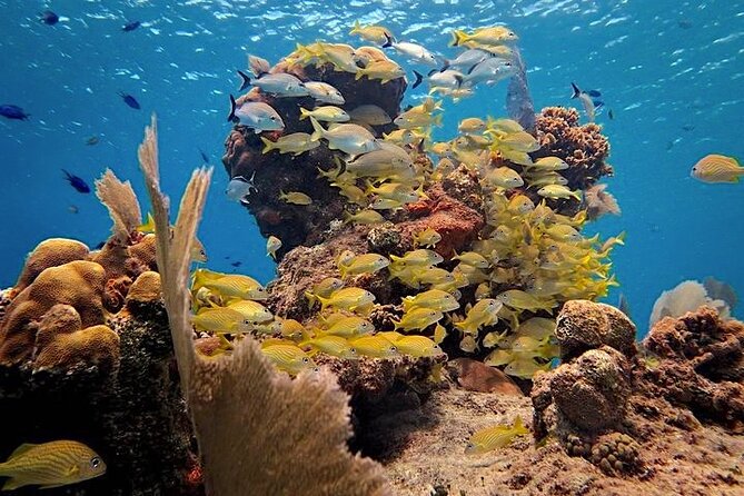 Discover Scuba Diving in Cozumel Paradise Reef - Navigating from Marina Fonatur to Paradise Reef