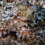 Discover Scuba Diving in Naxos, Greece - Dive Sites and Marine Life in the Aegean Sea Around Naxos