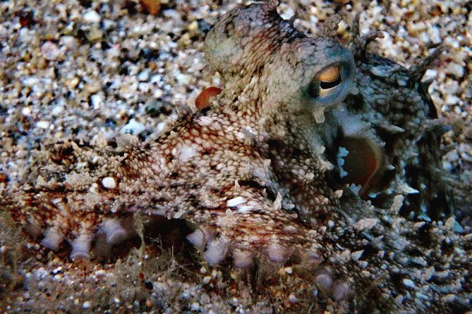 Discover Scuba Diving in Naxos, Greece - Dive Sites and Marine Life in the Aegean Sea Around Naxos