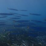 Discover Scuba Diving in Santorini - Learning Basic Skills with a PADI Professional