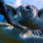 Discover Scuba Diving - Try it for the first time! - Safe Introduction to Tenerife’s Underwater World in a Small Group