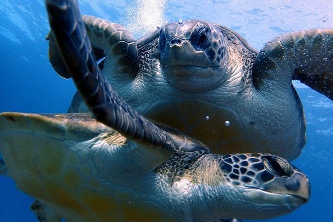 Discover Scuba Diving - Try it for the first time! - Safe Introduction to Tenerife’s Underwater World in a Small Group