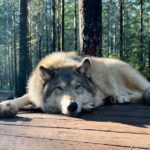 Discover the beauty of the wild & Roam in the spirit of the wolf - What Participants Learn About Wolfdogs and Wolves