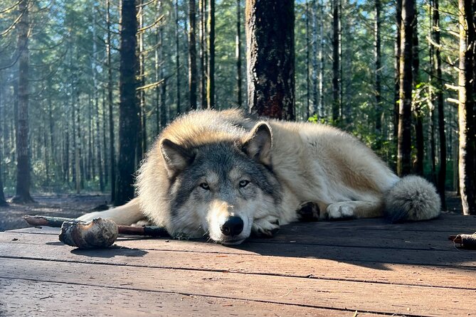 Discover the beauty of the wild & Roam in the spirit of the wolf - What Participants Learn About Wolfdogs and Wolves